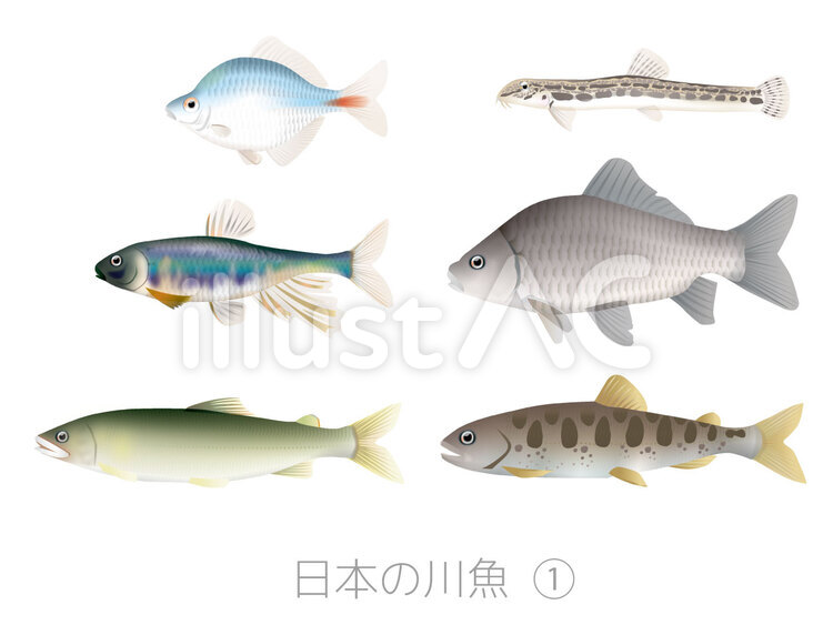 日本の川魚1イラスト No 391652／無料イラストなら「イラストAC」