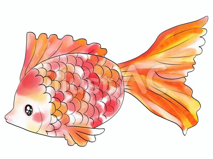 かわいい金魚救いする浴衣姿の女の子の無料イラスト／お祭り47260 | 素材Good かわいい金魚１イラスト - No: 2069200／無料イラストなら「イラストAc」