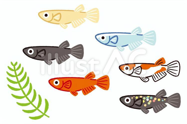 めだかイラストのフリー素材｜イラストイメージ いろいろメダカイラスト - No: 1467085／無料イラストなら「イラストAc」
