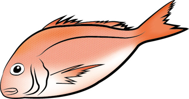 鯛 タイ たい イラストのイラスト素材 [54403404] - Pixta たいイラスト／無料イラストなら「イラストAc」