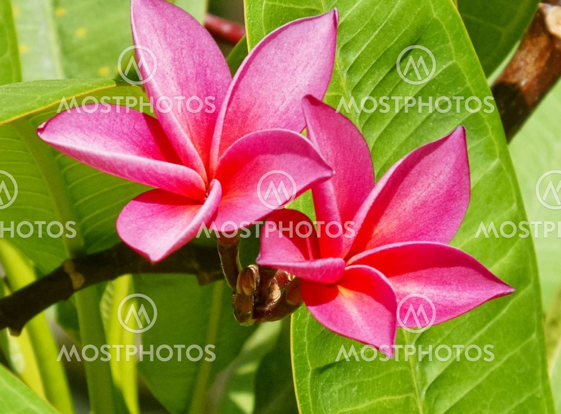 "French Penny flower" by Magnus Wilson Mostphotos