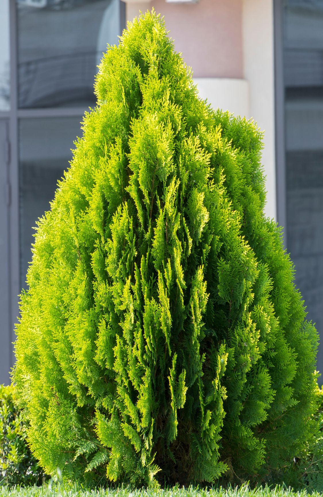 "thuja brabant thuja occiden..." by Михайло Павленко Mostphotos