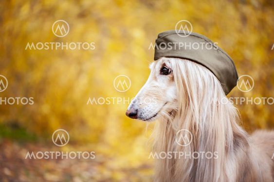 23+ Afghan Hound Fancy Dog Breeds l2sanpiero