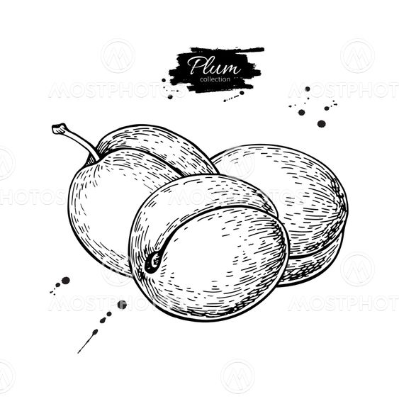 "Plum vector drawing. Hand d..." by Epine Mostphotos