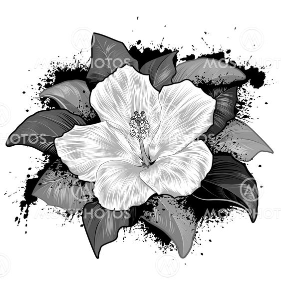 "Hibiscus blomst tegning på..." fra Juand Mostphotos
