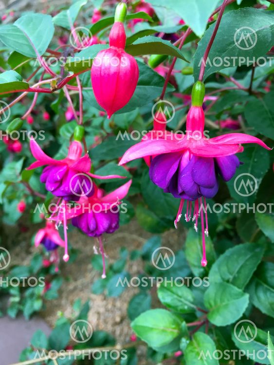 Types Of Drooping Purple Flowers