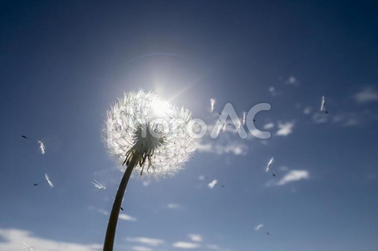 18,821点のタンポポの綿毛のストックフォト - Getty Images タンポポの綿毛 - No: 1213331｜写真素材なら「写真Ac」無料（フリー）ダウンロードOk