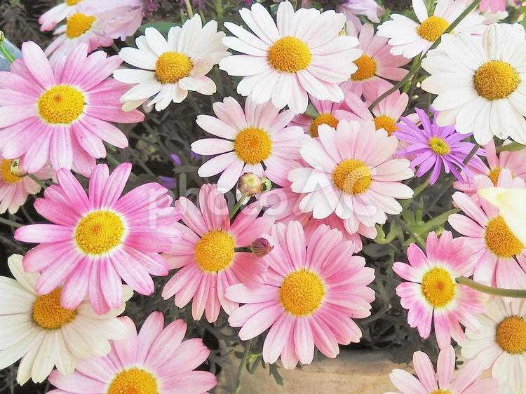 春のお花 背景イラスト イラスト素材 [ 6312100 ] - フォトライブラリー Photolibrary ピンクの可愛いお花の背景 マーガレット - No: 2460070｜写真素材なら「写真Ac」無料（フリー）ダウンロードOk