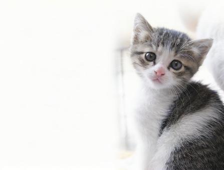 猫 子猫の添い寝 ヘッド - Pixabayの無料写真 強い 切る レディ フリー 猫 写真 ブロー 寺院 はず