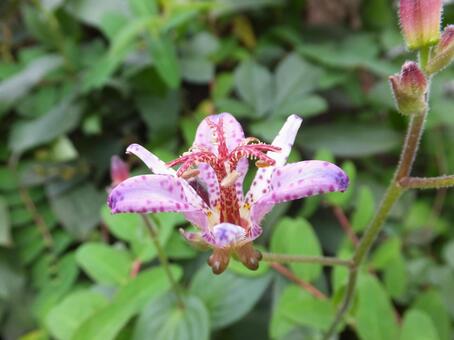 1 ホトトギスの花の写真素材｜写真素材なら「写真Ac」無料（フリー）ダウンロードOk