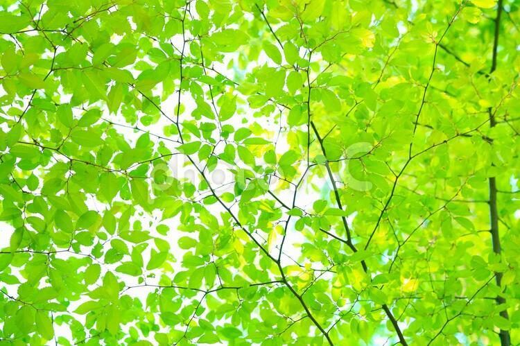 新緑（00403）｜フリー写真素材 Photo Chips 新緑１６ - No: 9393｜写真素材なら「写真Ac」無料（フリー）ダウンロードOk