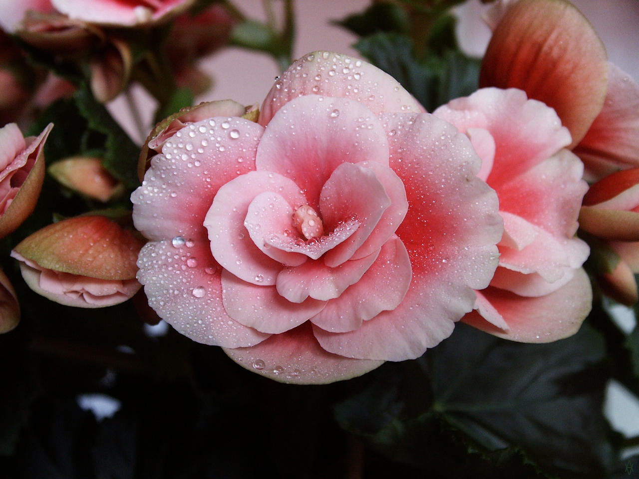 Begonia Elatior Hybrid