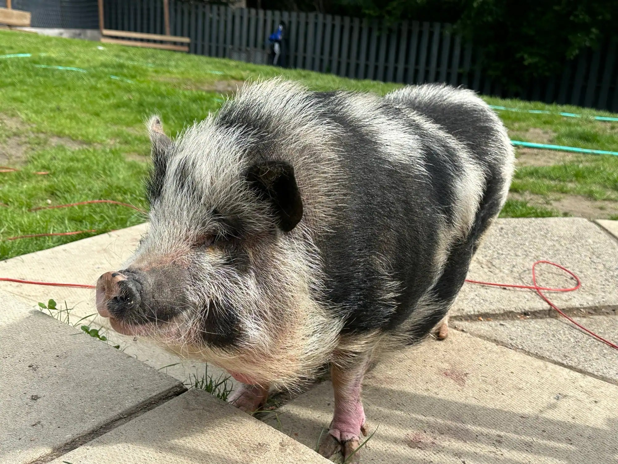 Potbellied pig rescued from B.C. highway rest stop CBC.ca