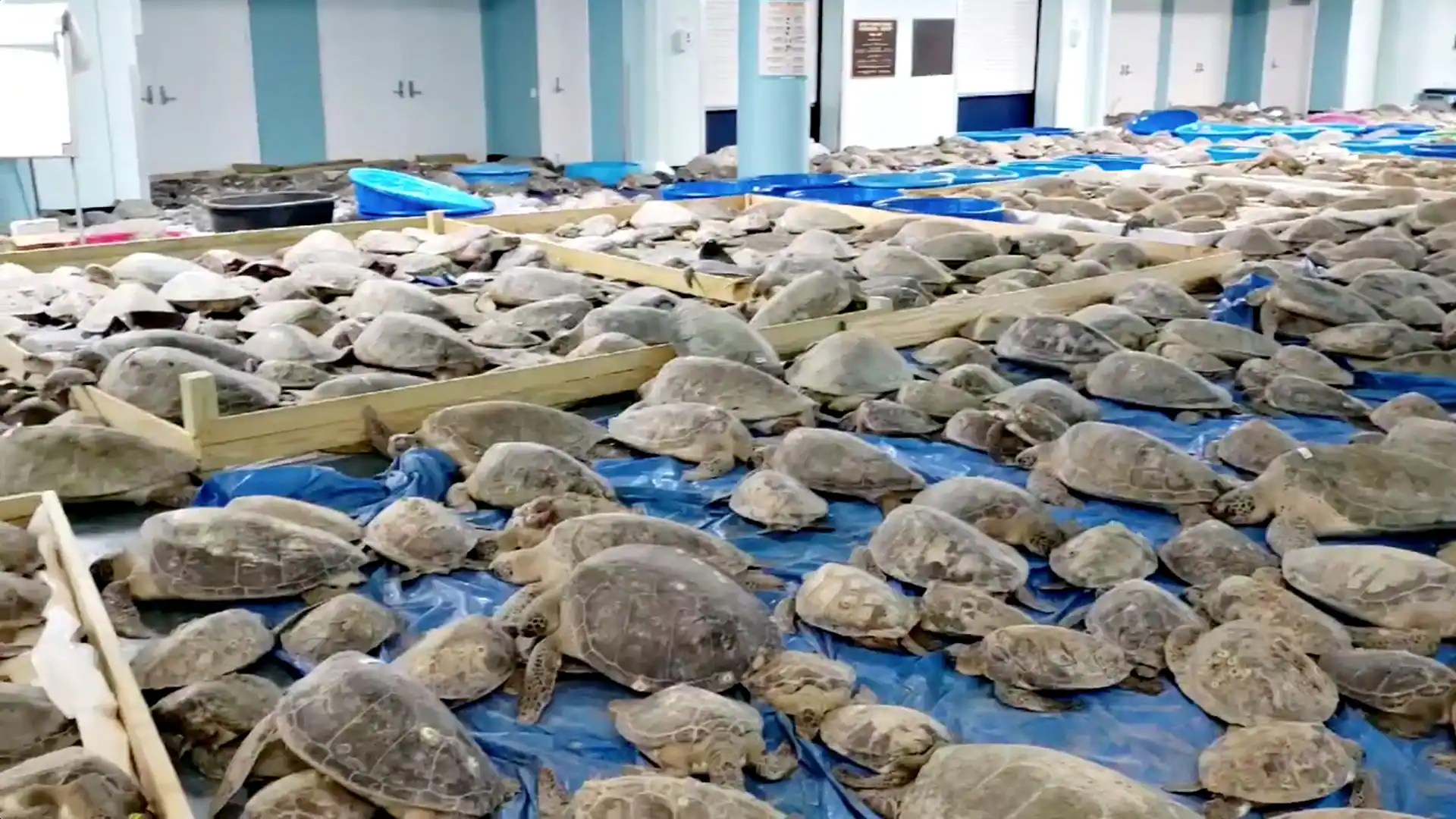 Hundreds of sea turtles shelter in Texas convention centre to escape
