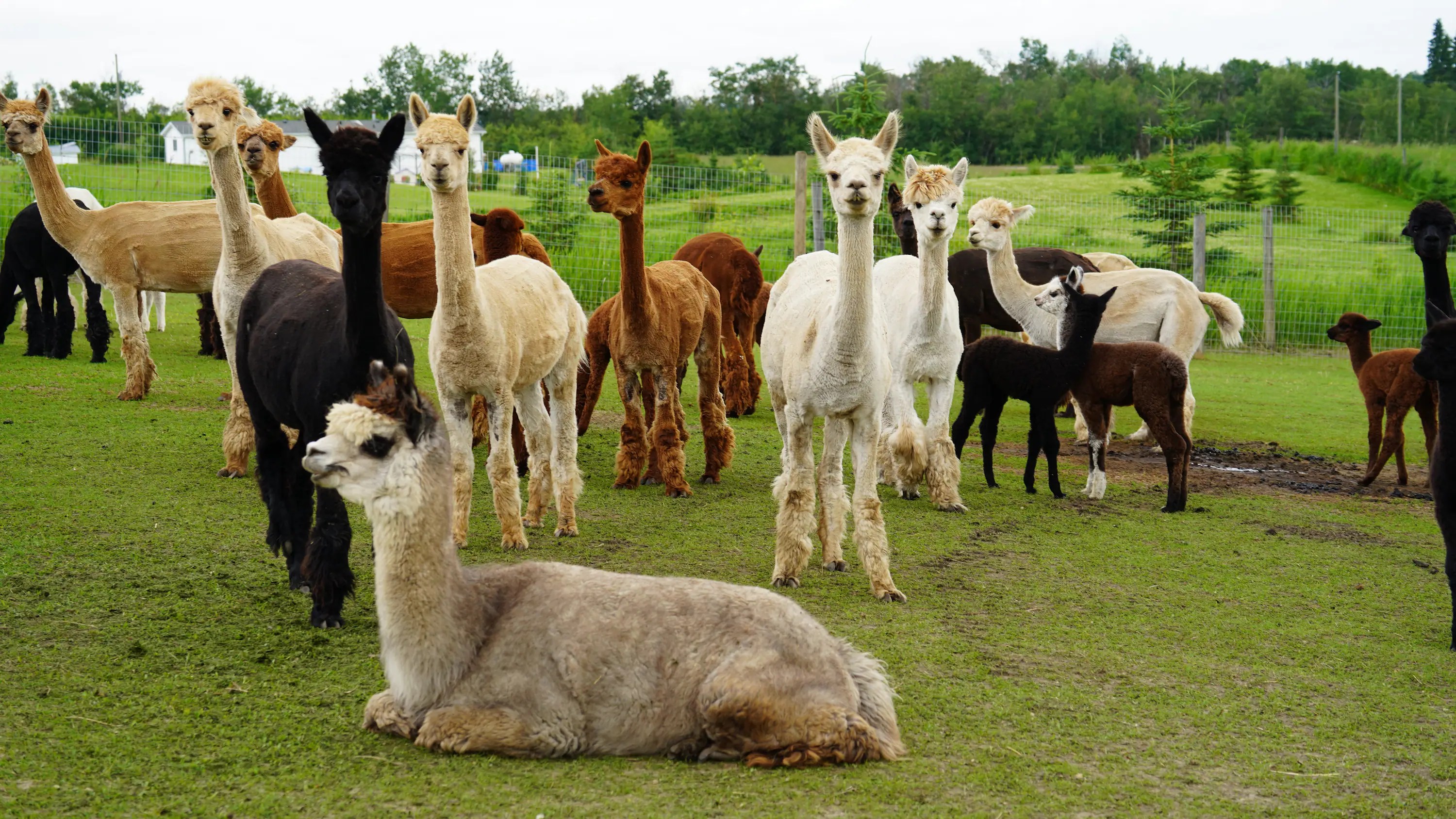 Alpaca popularity growing in Canada Level 2 CBC Learning English