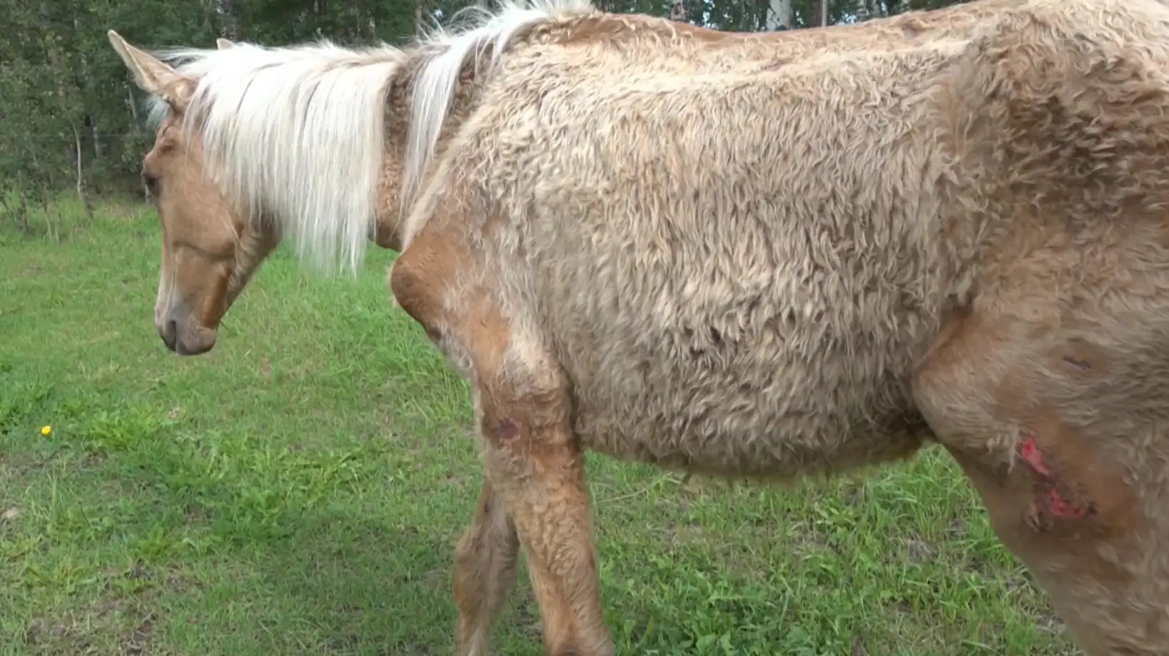 This malnourished horse has a ‘strong will to live’ CBC.ca