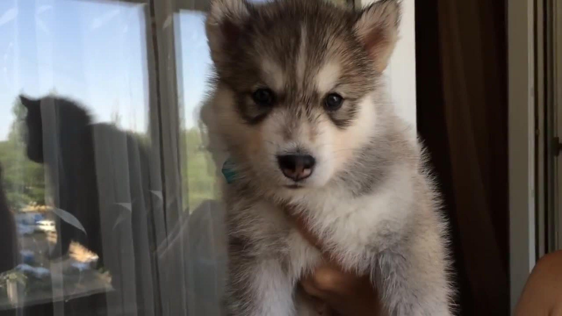 Dog Owner Shows How Much Husky Puppies Have Grown Jukin Licensing