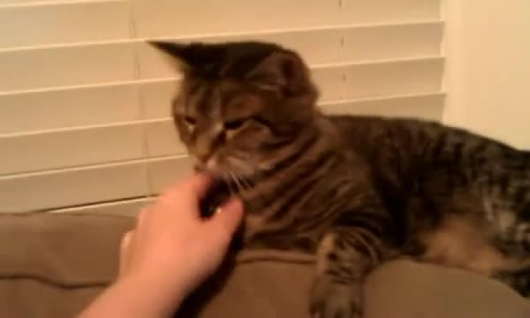 Annoyed Cat Slaps Dog Repeatedly Jukin Media Inc