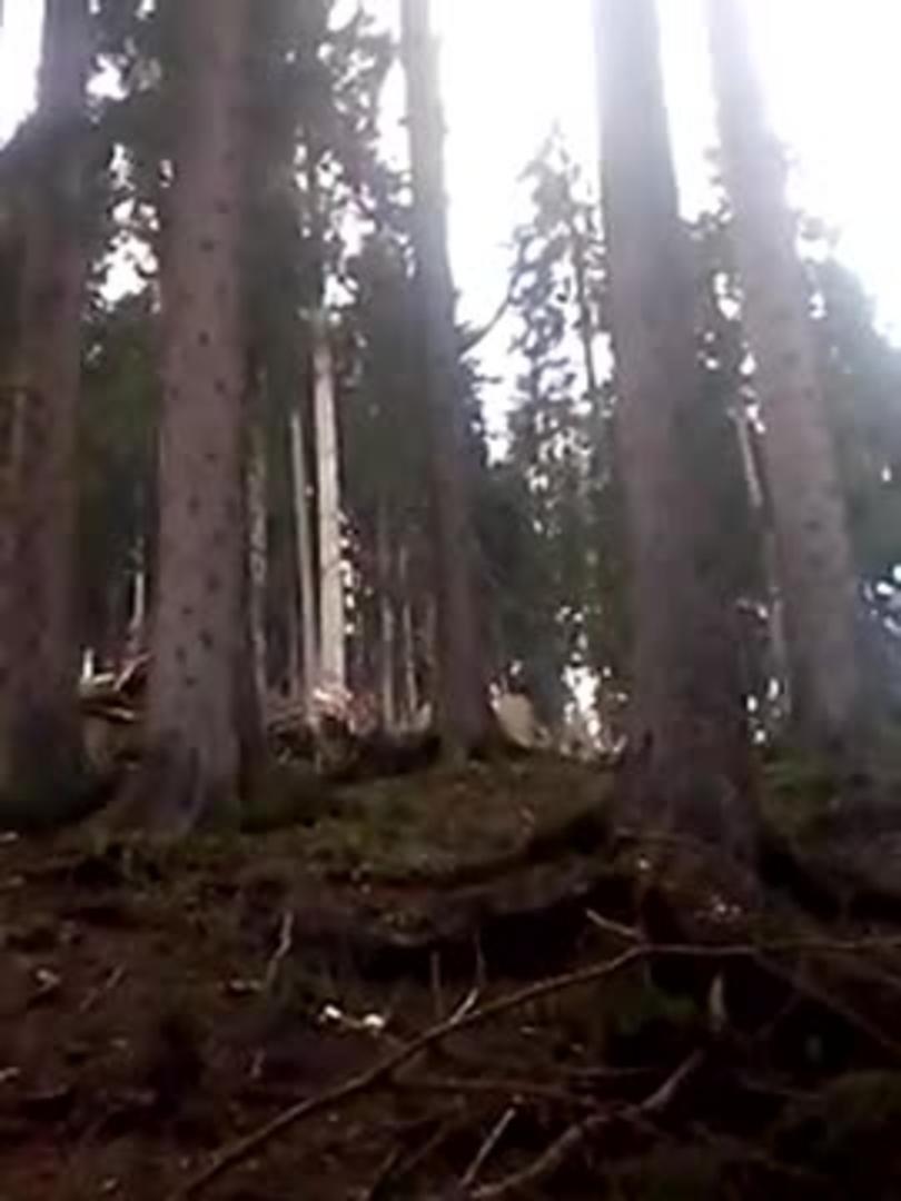 The Coastal Star November 2020 By The Coastal Star Issuu lumber jack roblox what axe cuts down the sparkle trees