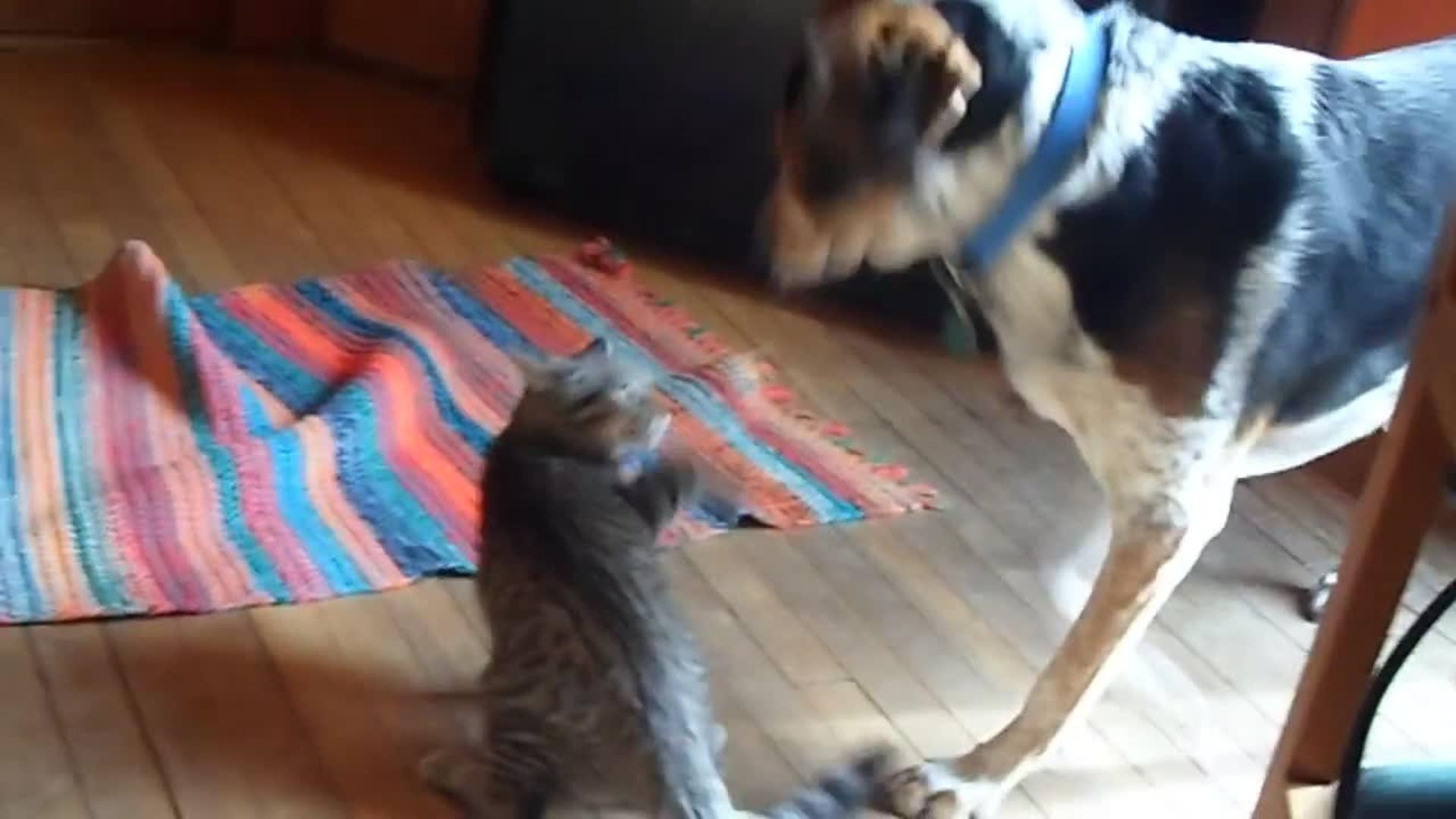 Puppy and Kitten Fight through Dog Gate Jukin Media Inc