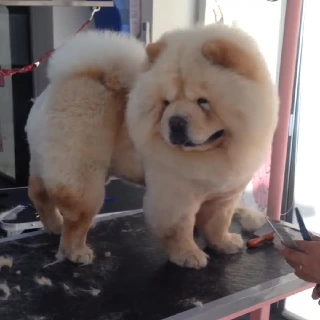 Chow Chow Haircut Styles which haircut suits my face