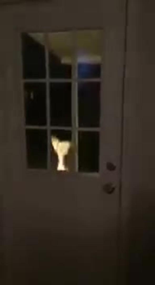 Dog Jumps Up to Peak through Window Jukin Licensing