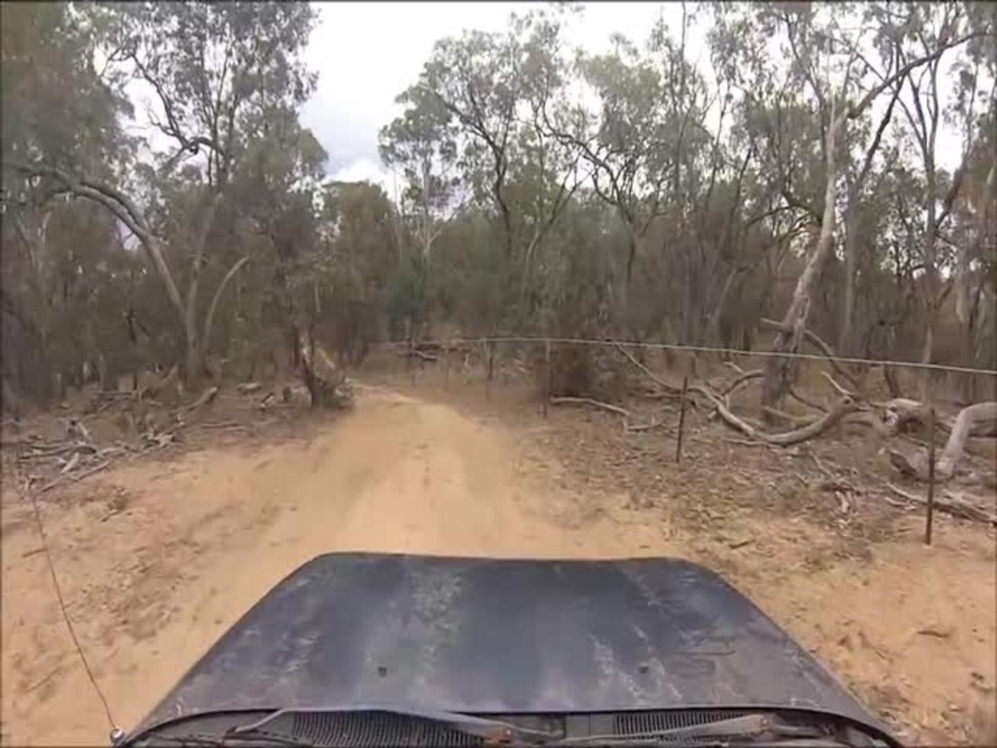 Kangaroo Jumps in Front of Car Jukin Media Inc