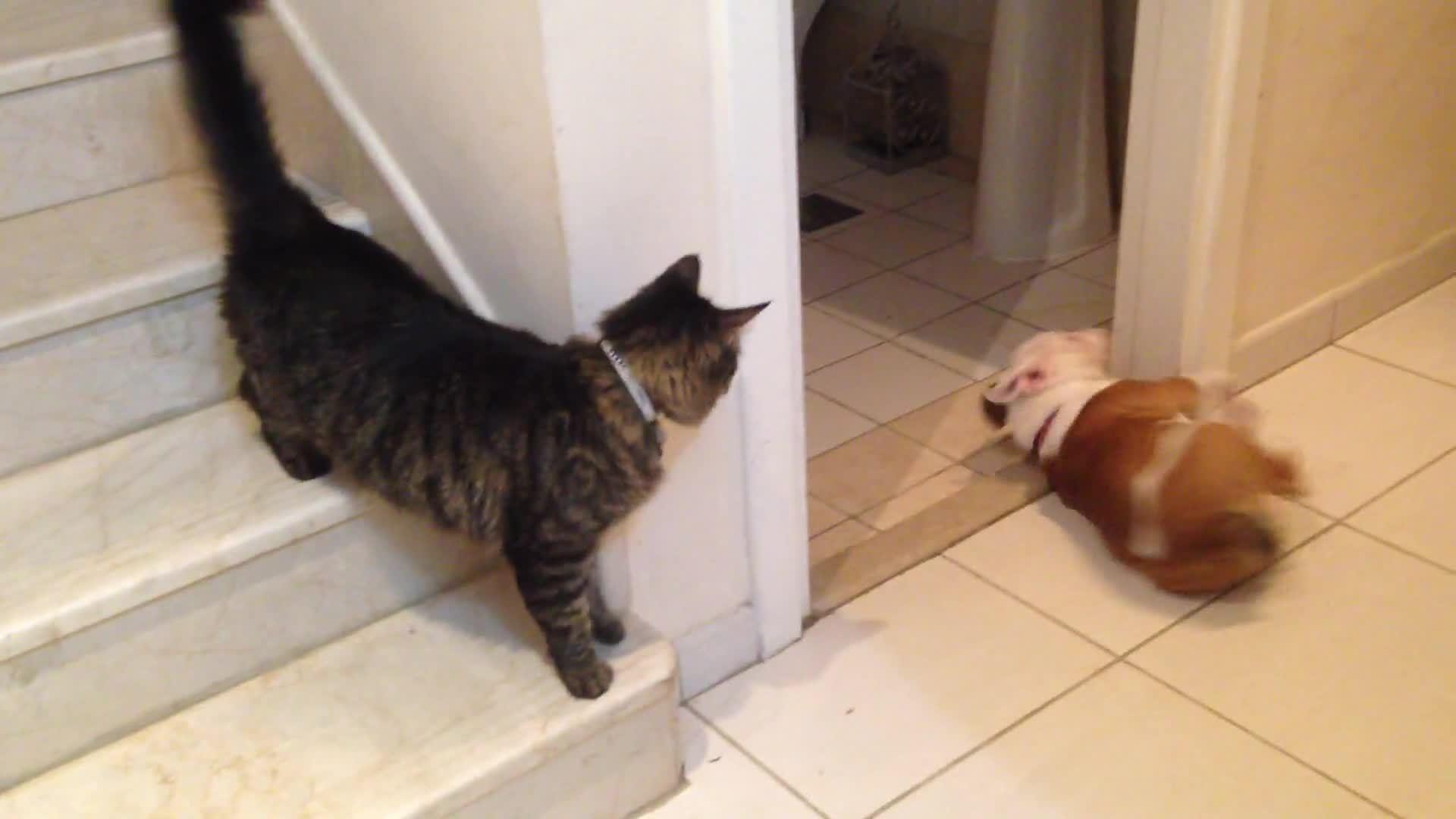 Cranky Cat Repeatedly Slaps Playful Dog Jukin Media Inc