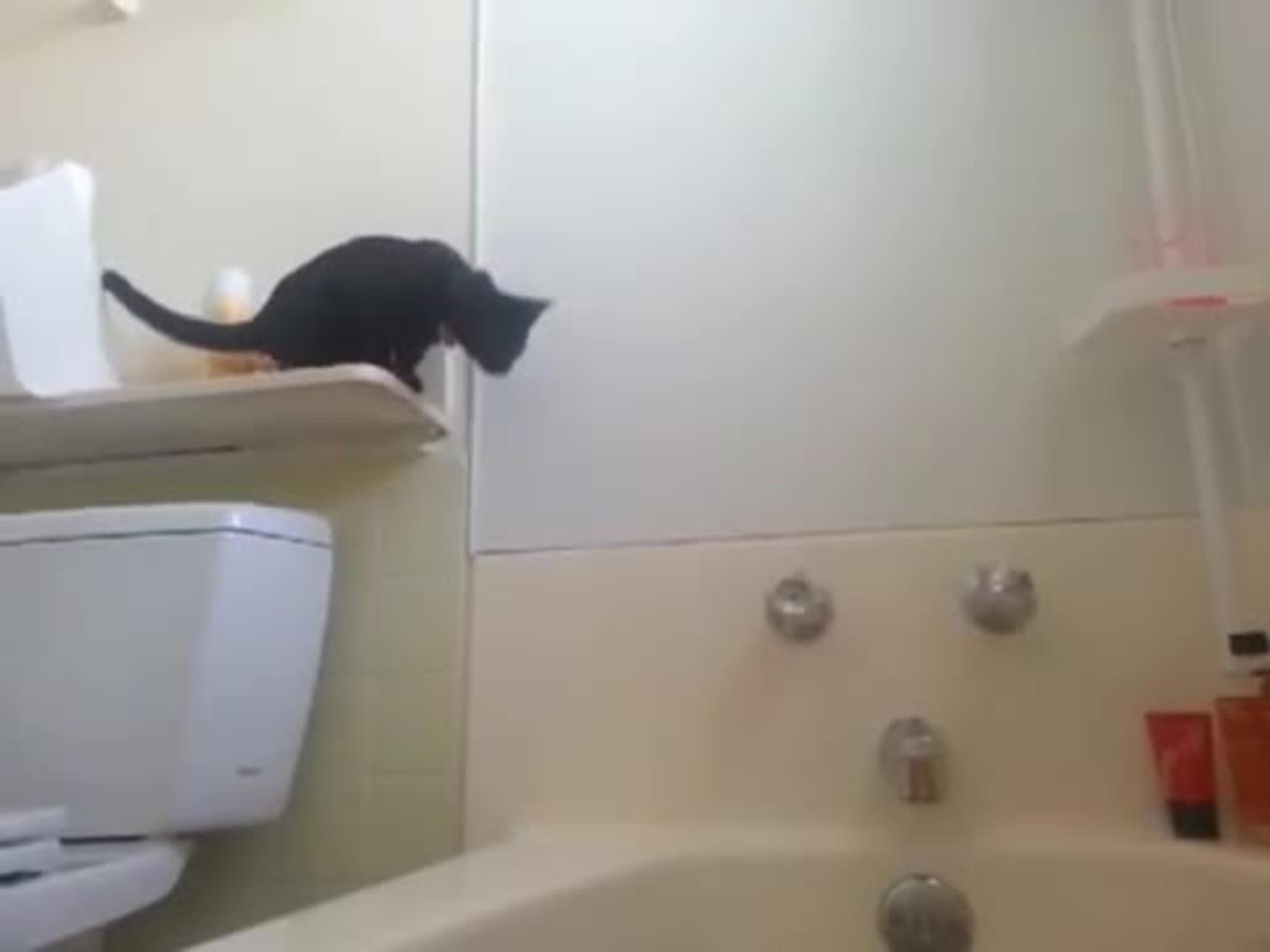 Cat Falls into Tub and Freaks Out Jukin Media Inc