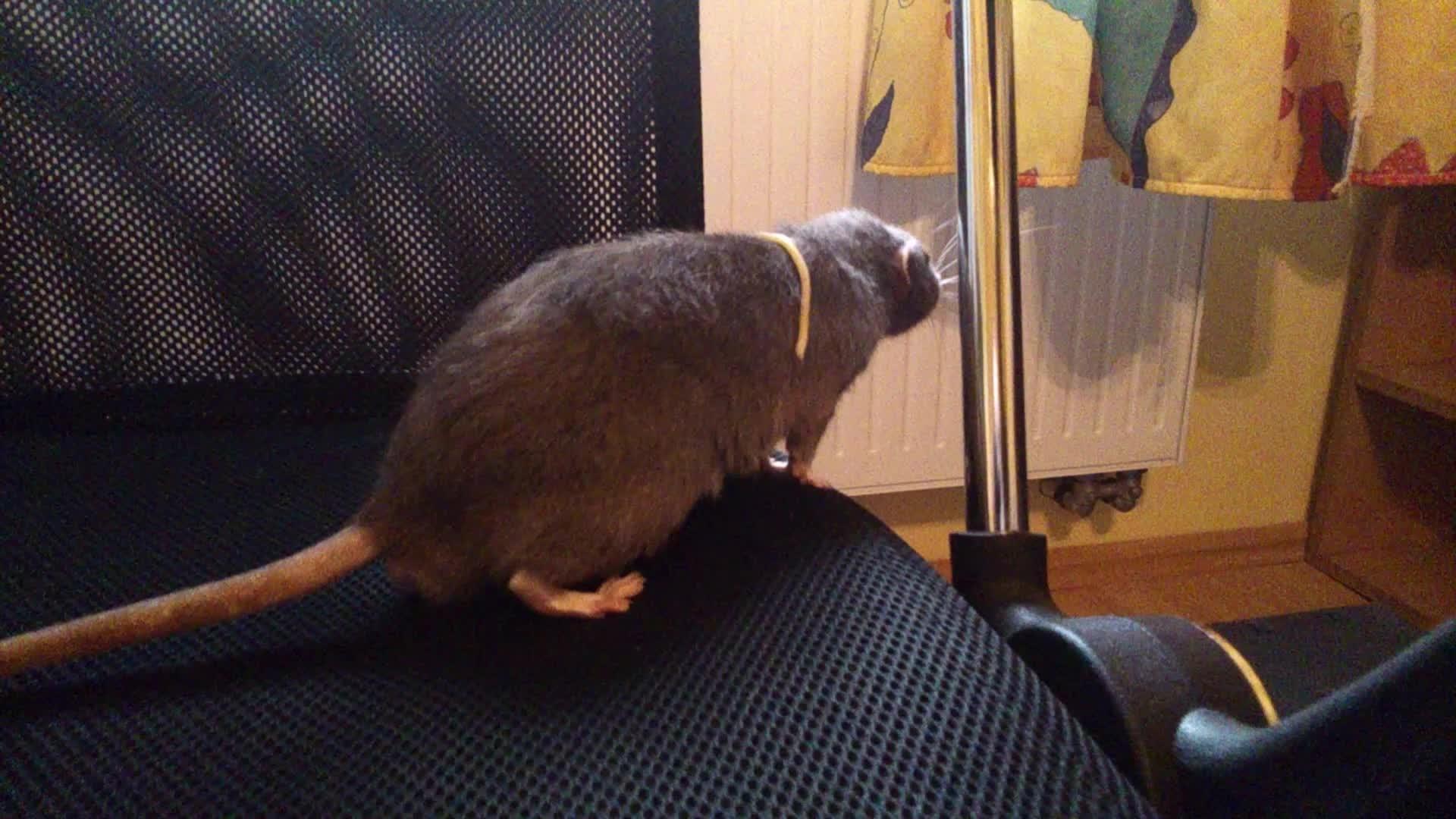 Rat Can't Find Spaghetti That's on His Back Jukin Licensing