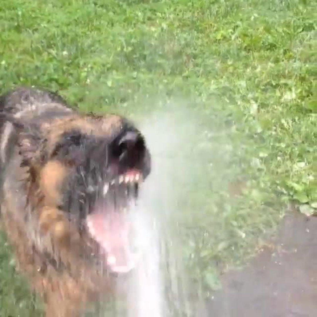 Dog Biting Water Spray atelieryuwa.ciao.jp