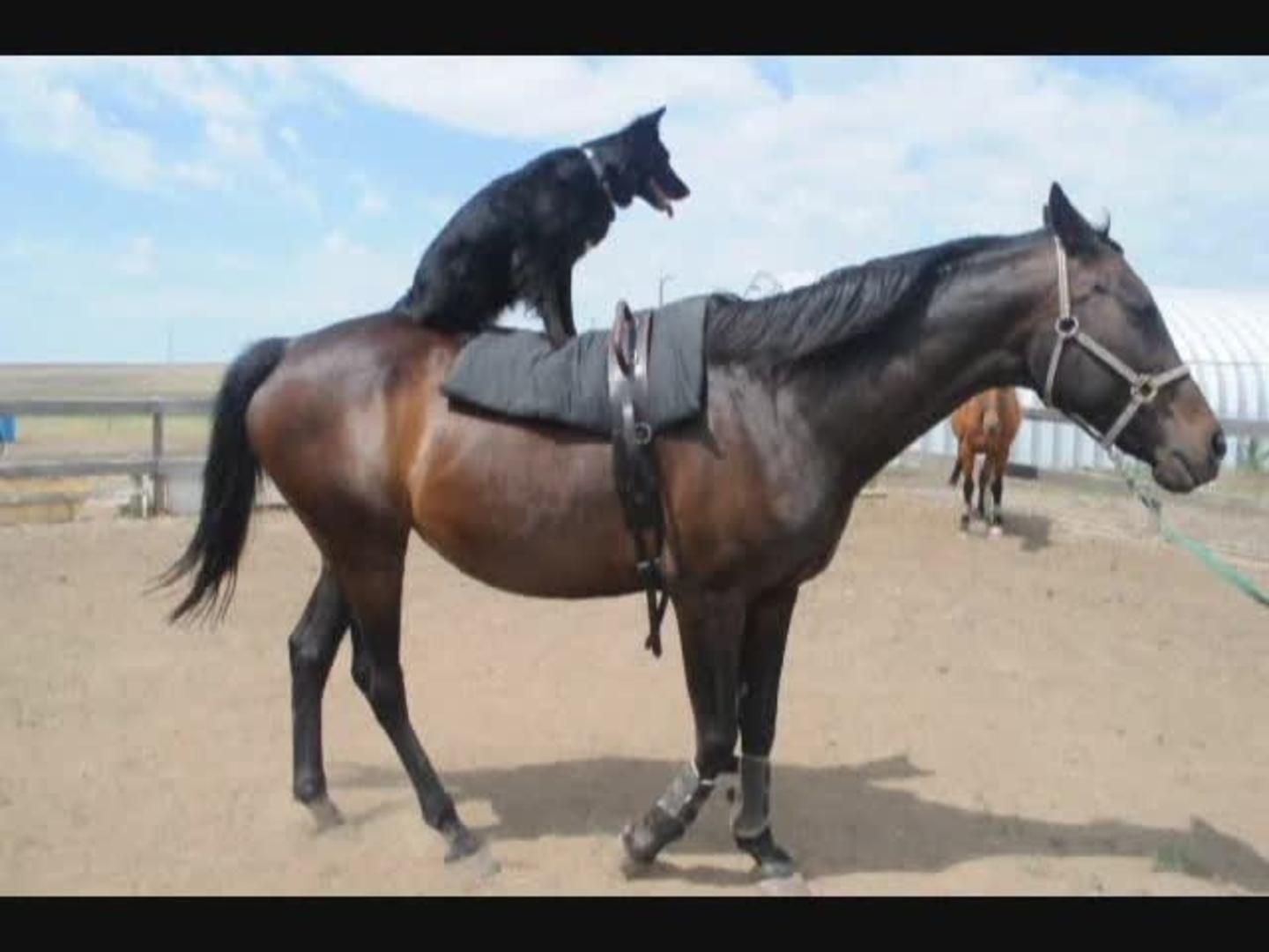 Dog Rides a Horse Jukin Media Inc