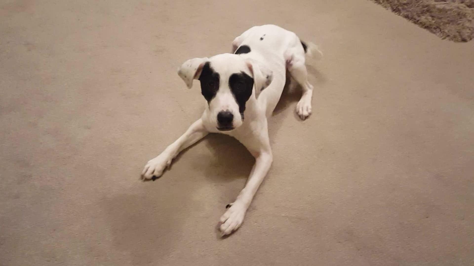 Dog Hates Oranges Jukin Licensing