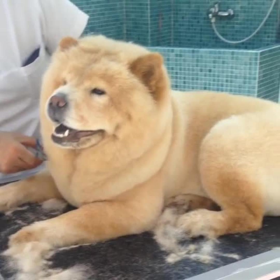 Chow Chow Haircut Styles which haircut suits my face