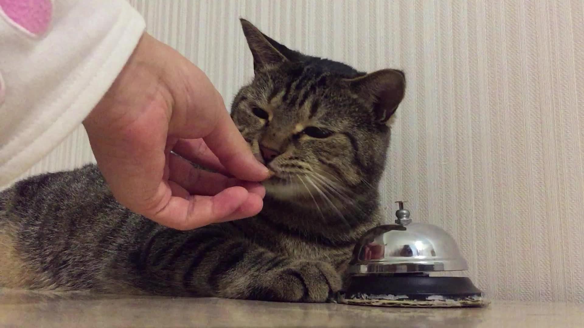 Lazy Cat Rings Bell for Snack Jukin Licensing