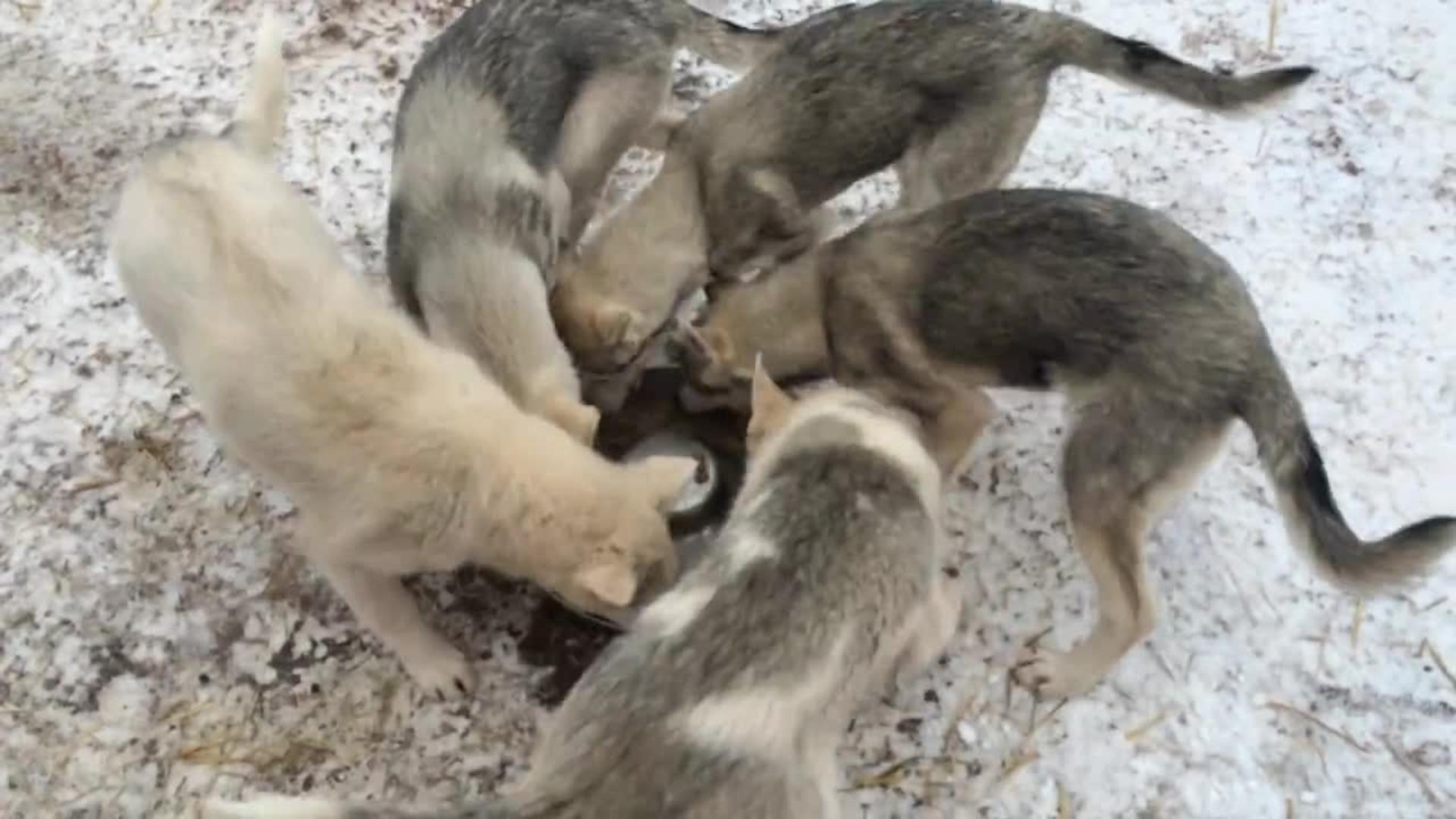 Dogs Walk in Circles While Drinking Milk Jukin Media Inc
