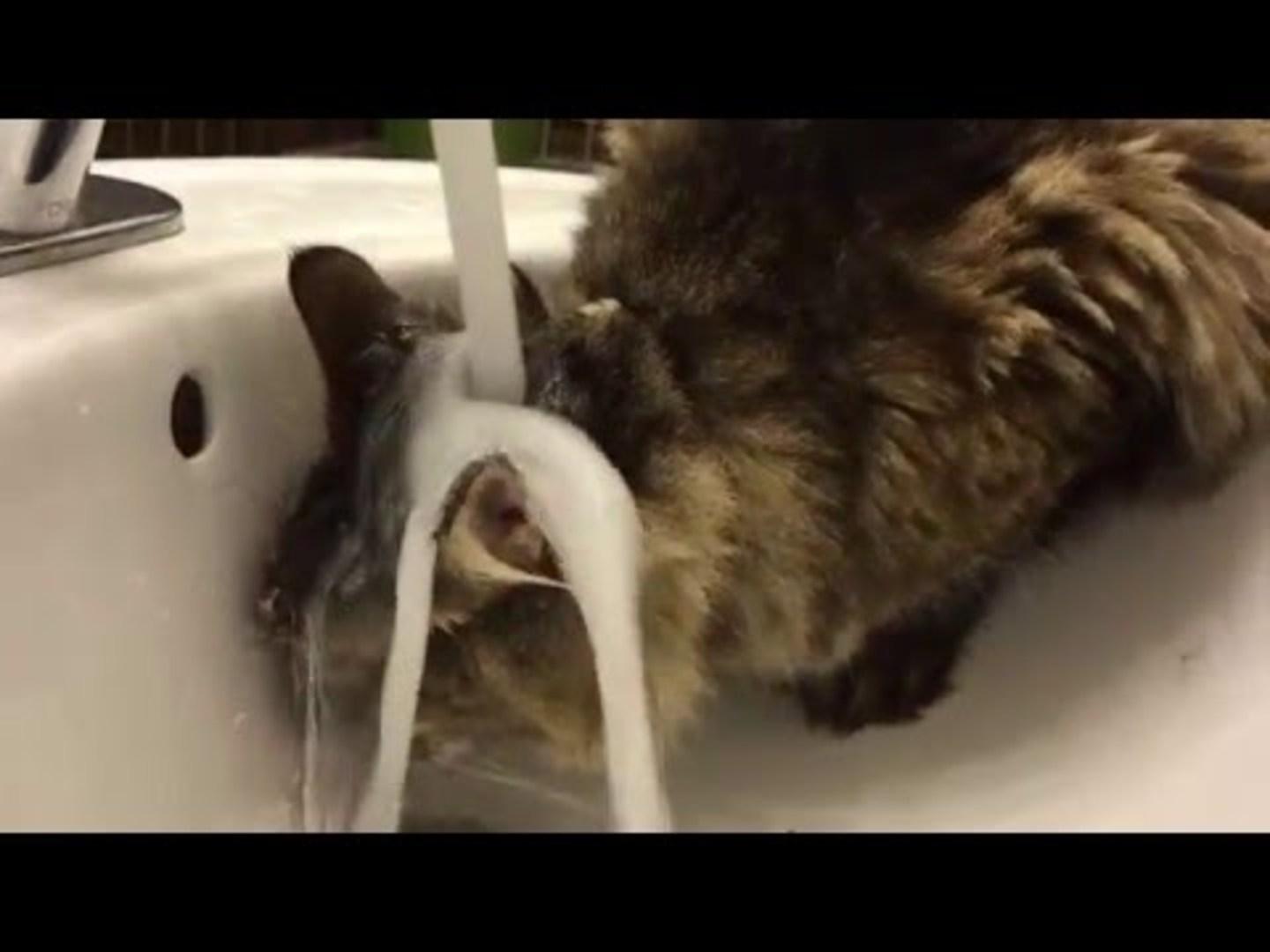 Cat Puts Head Under Faucet Cat Puts Head Under Kitchen Sink Faucet And Drinks Water From It