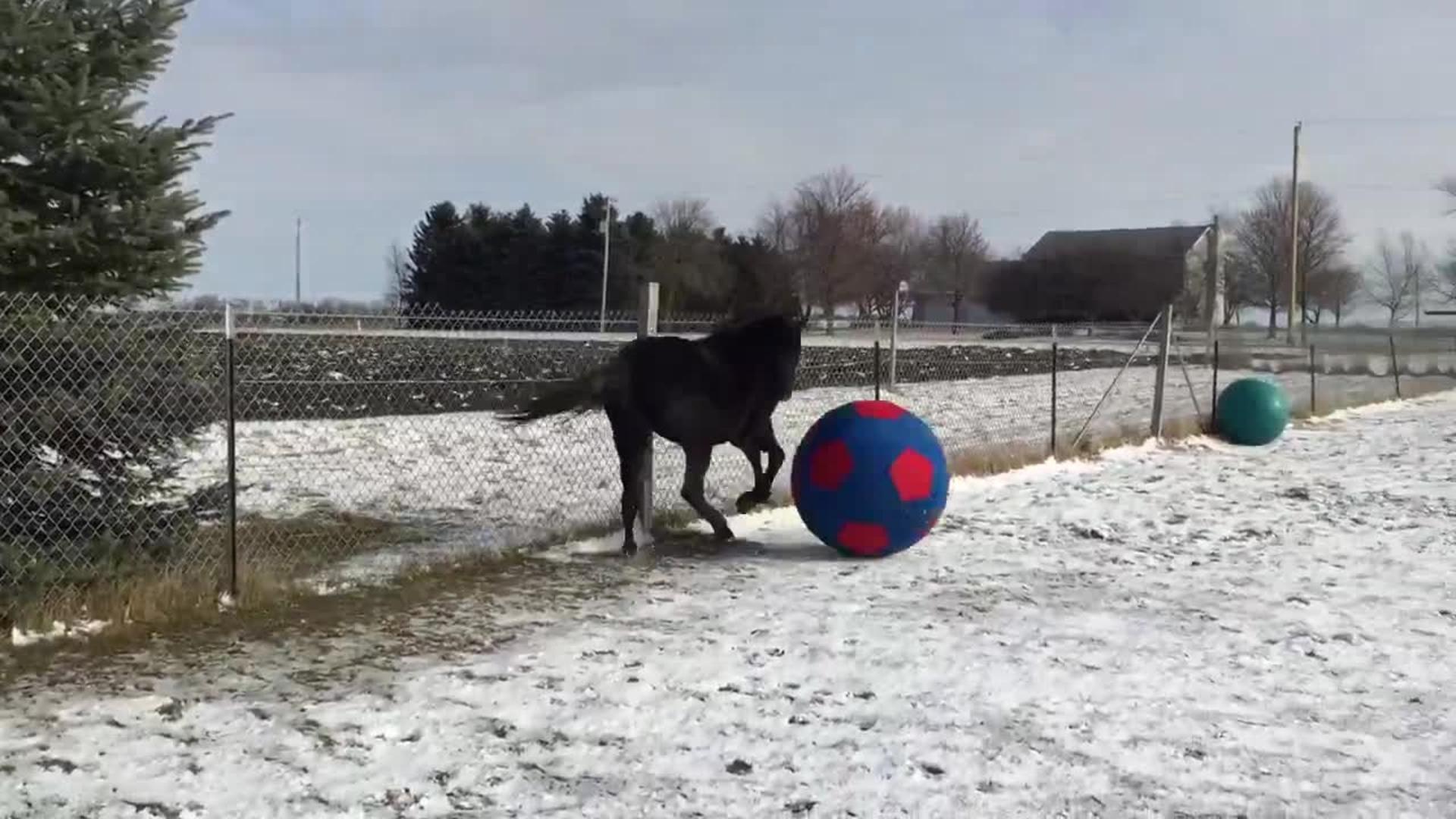 Joyful Horse Plays With Giant Inflatable Soccer Ball Jukin Media Inc