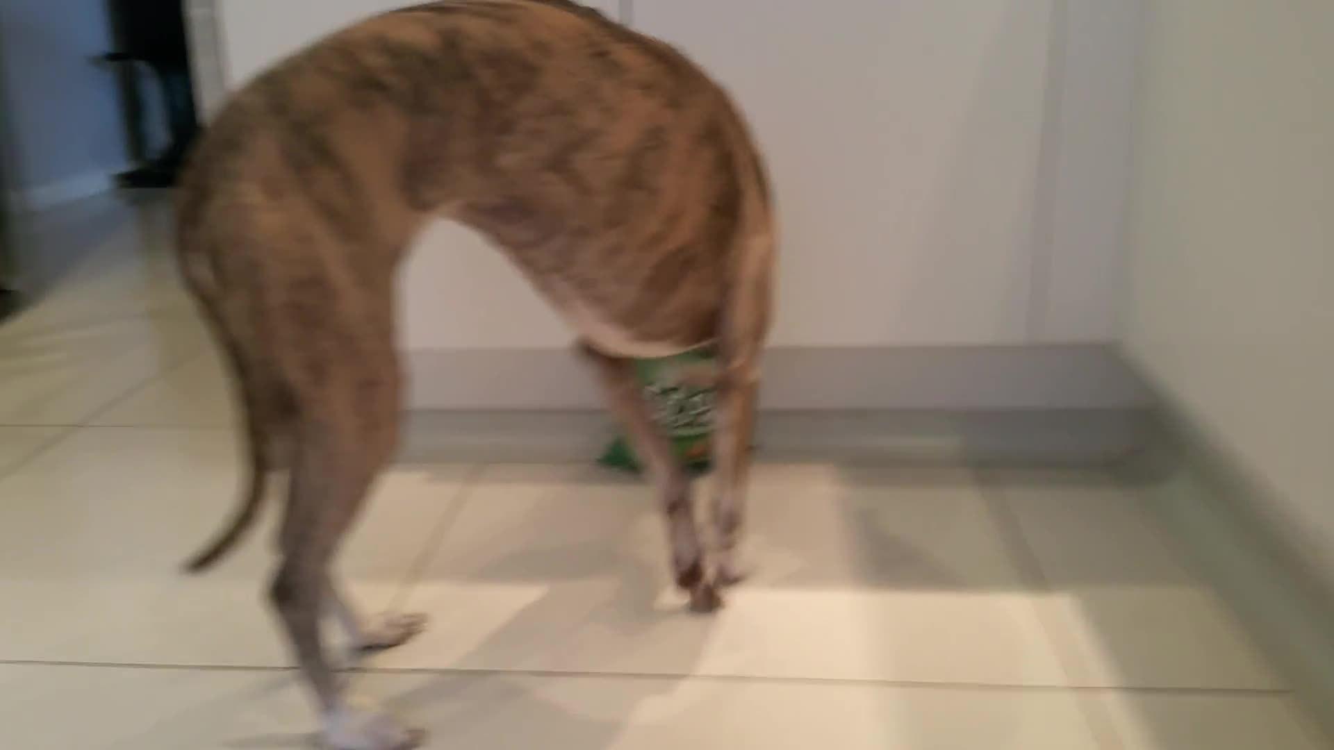 Dog Mating Fail Jukin Media Inc