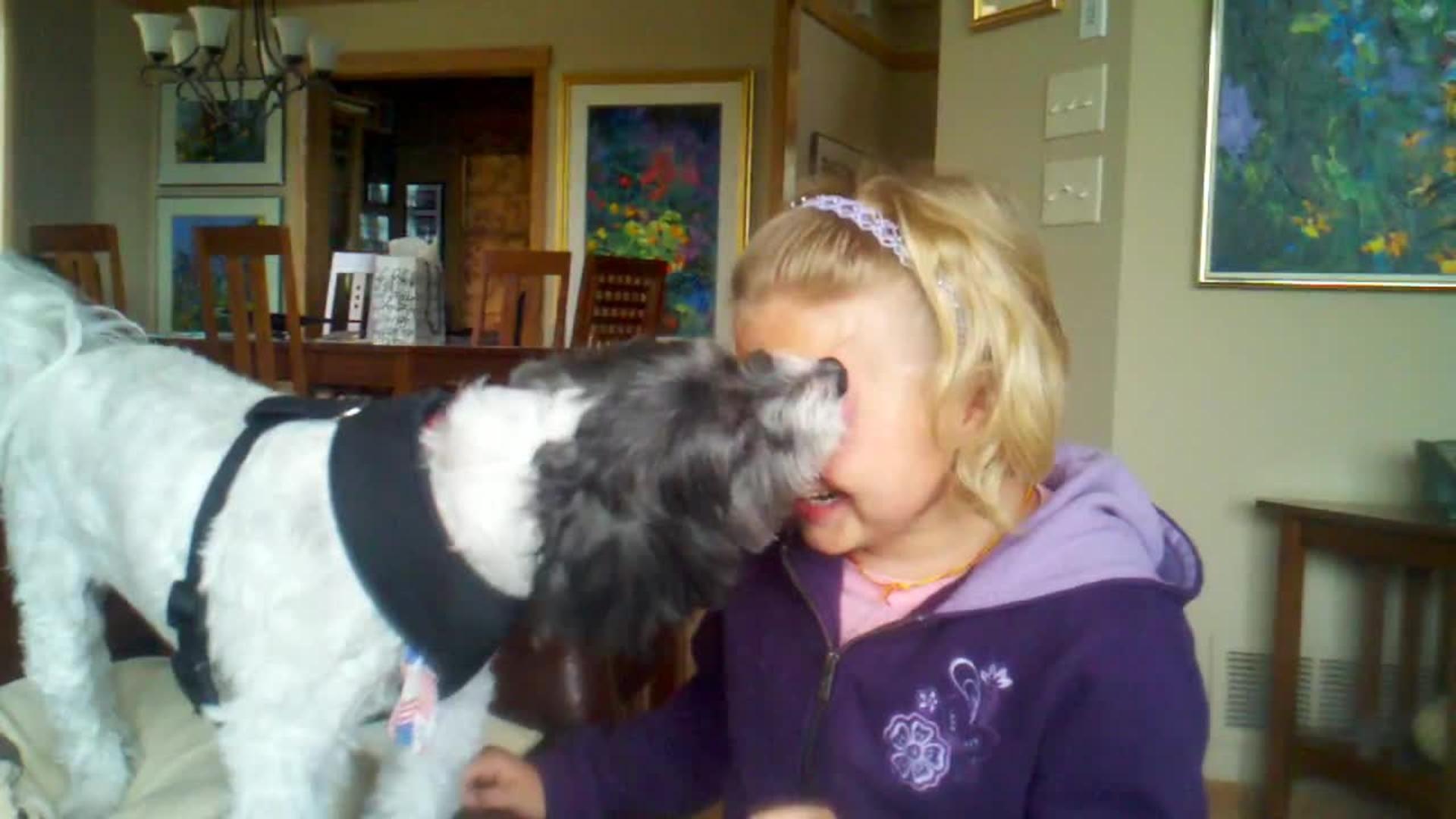 Shiba Inu Puppy Tries to Lick Owner Jukin Media Inc