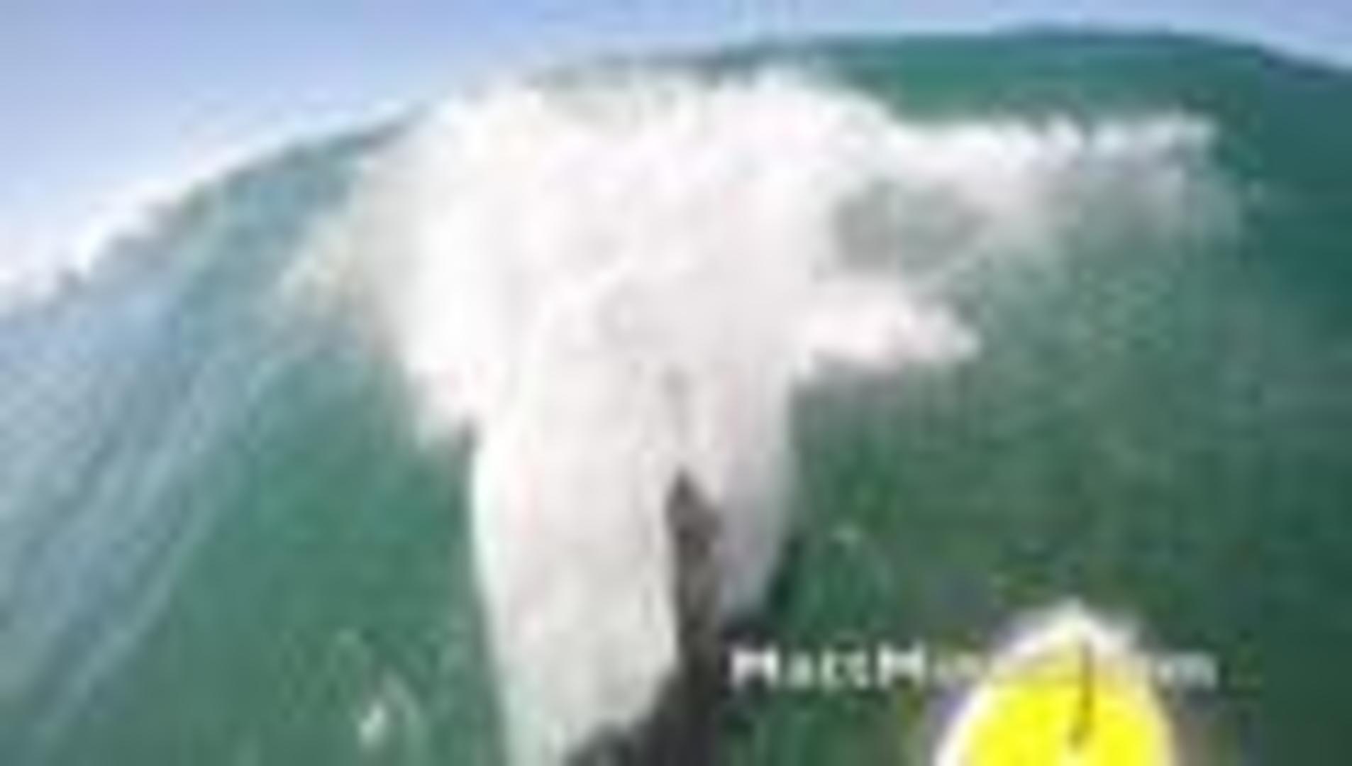 Dolphin Slams into Paddle Boarder Jukin Licensing