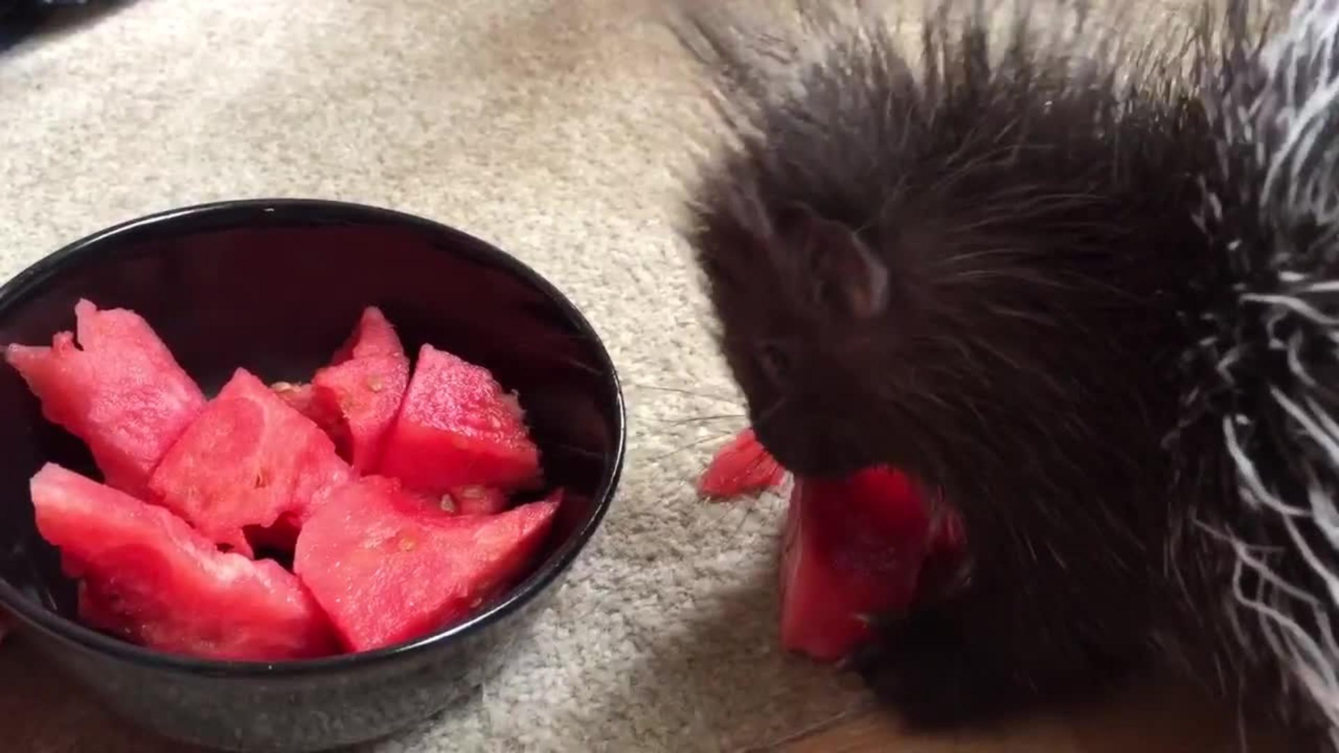 Baby Possums Eating Watermelon Jukin Media Inc