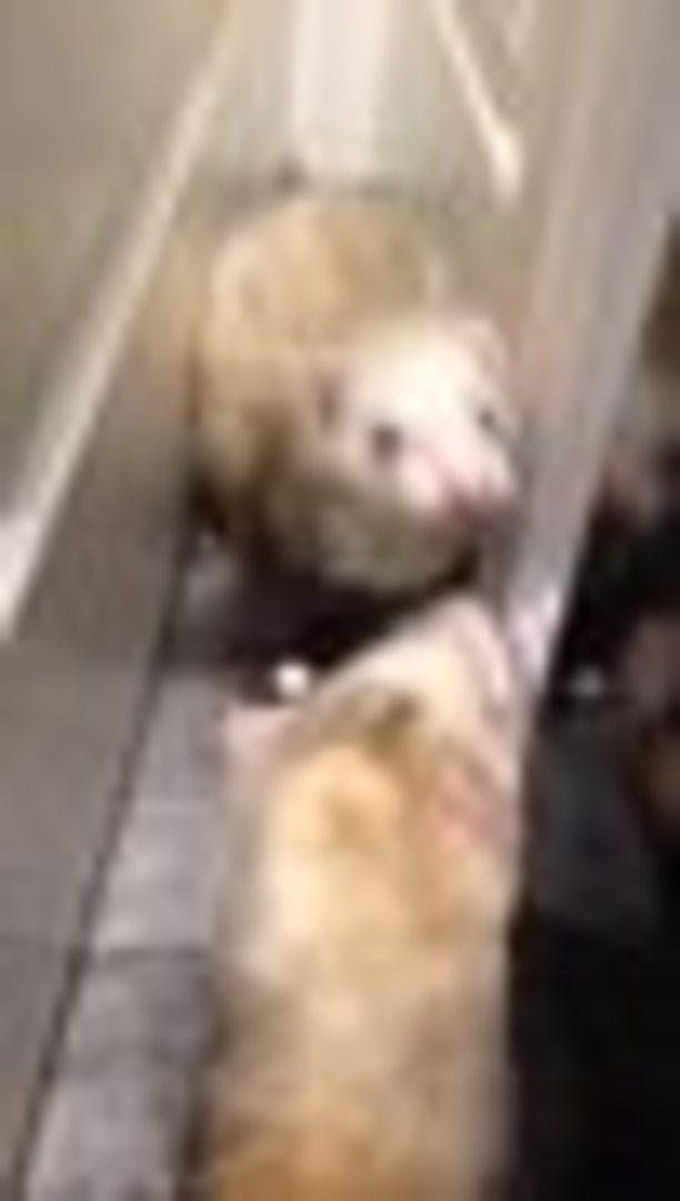 Ferret Gets Stuck on Back Behind Door Jukin Licensing
