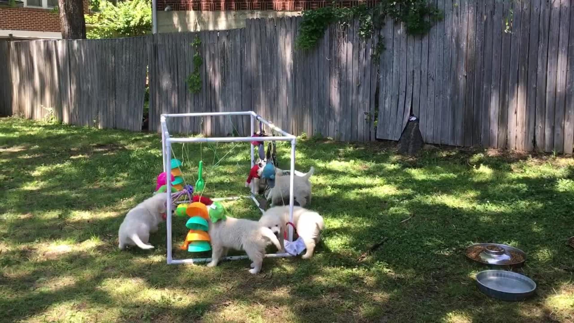 Golden Retriever Gets Jealous of Stuffed Animal Jukin Media Inc