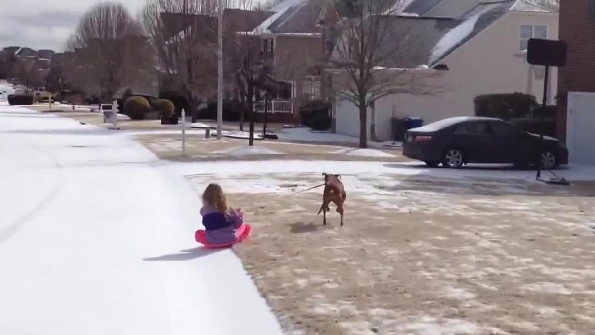 Dog Humps Girl Sledding Jukin Media Inc