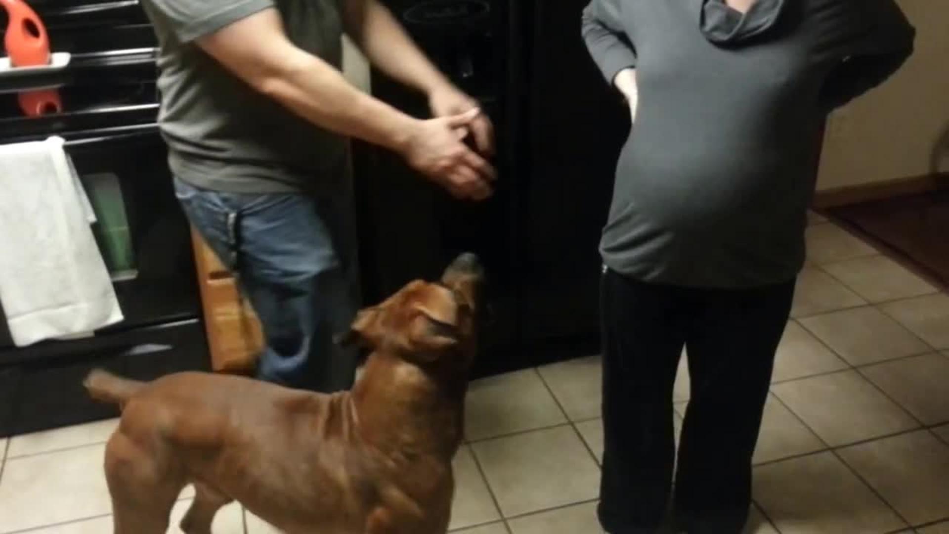 Dog Likes to Lick Pregnant Woman's Belly Jukin Media Inc