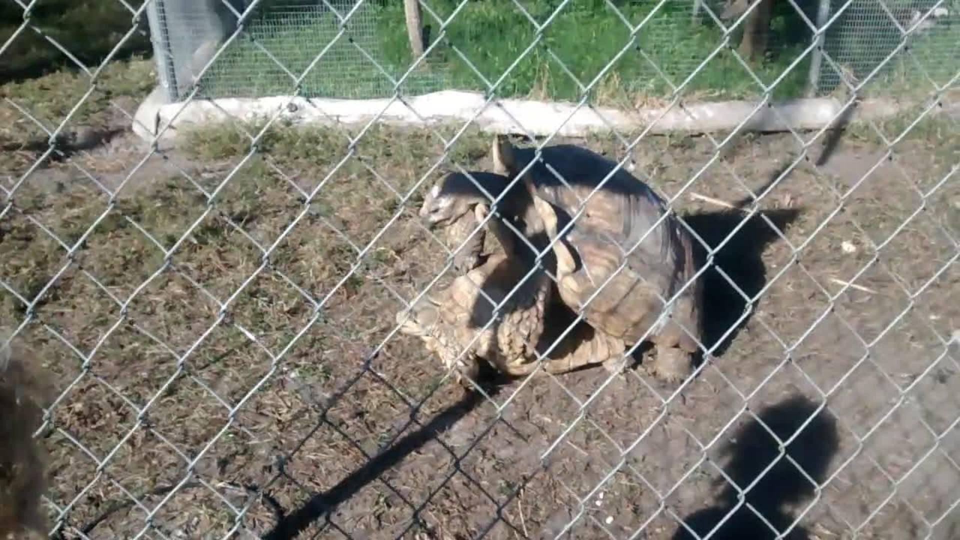 Dog Mating Fail Jukin Media Inc