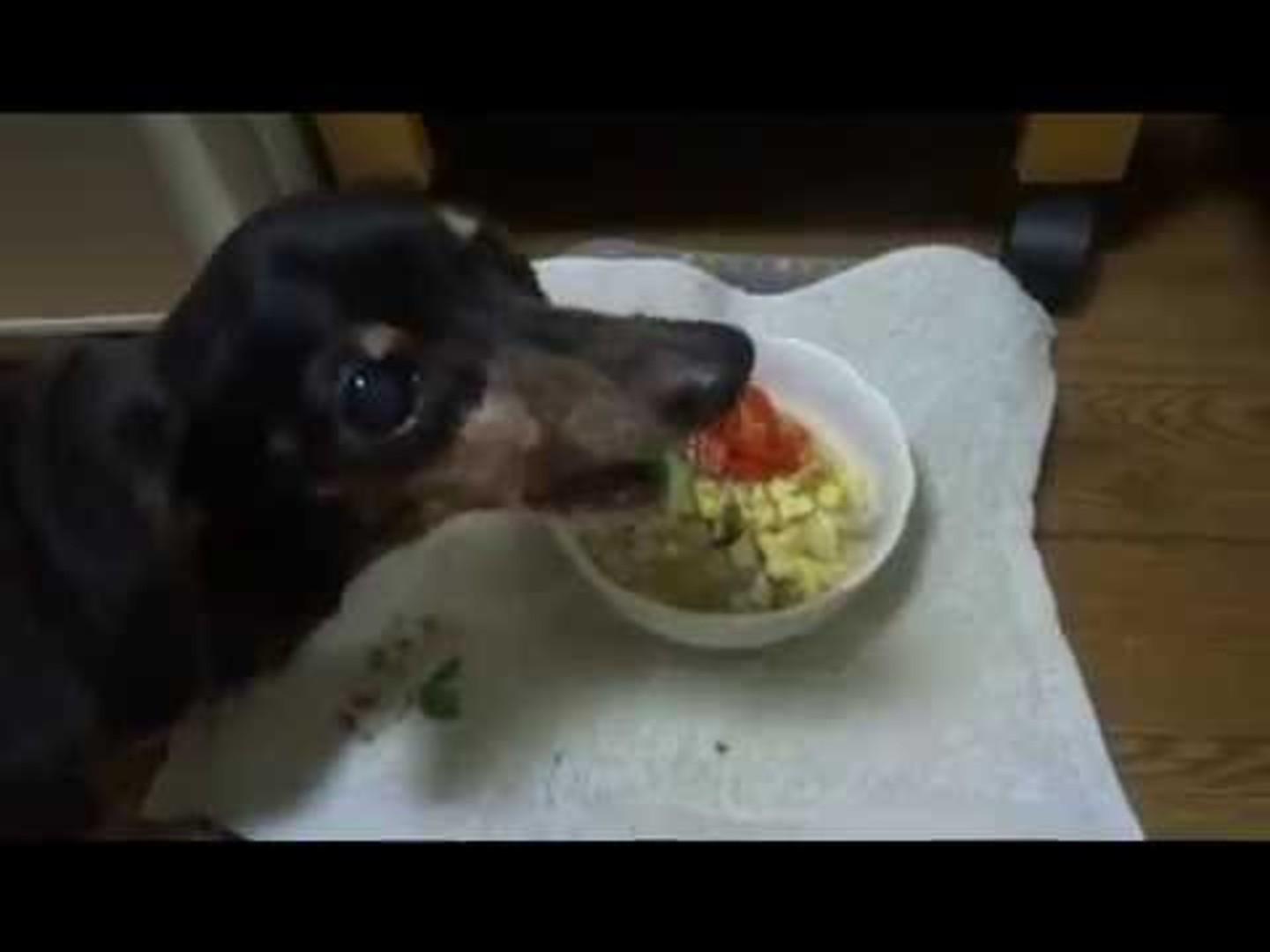 Weiner Dogs Attack Bowls of Noodles Jukin Licensing
