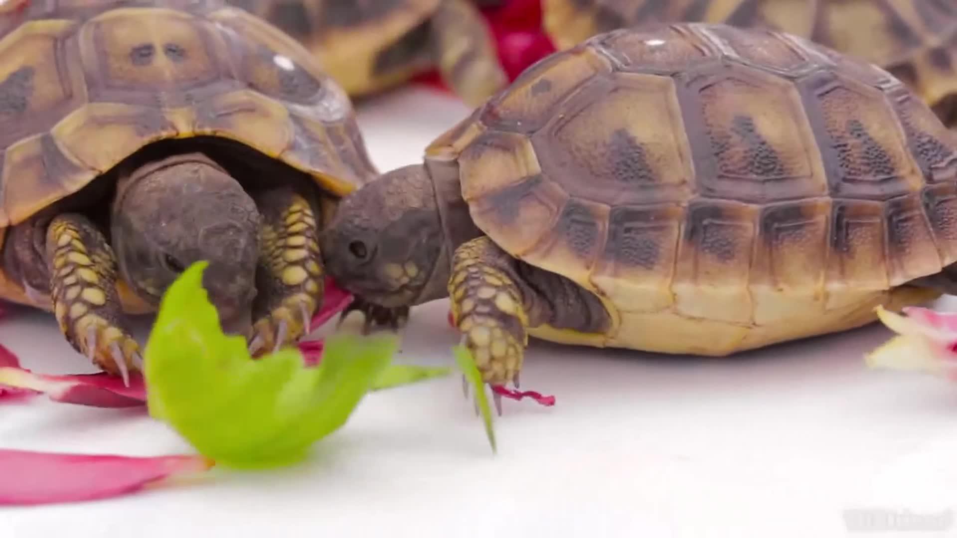 Tortoise Helps out Overturned Friend Jukin Media Inc