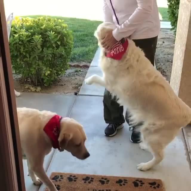 Dog Excited to Be Reunited with Owner Jukin Media Inc